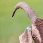 Group logo of Goat Lovers